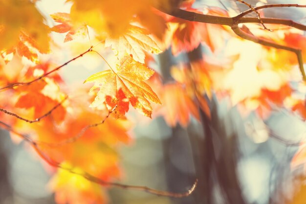 Autumn leaves