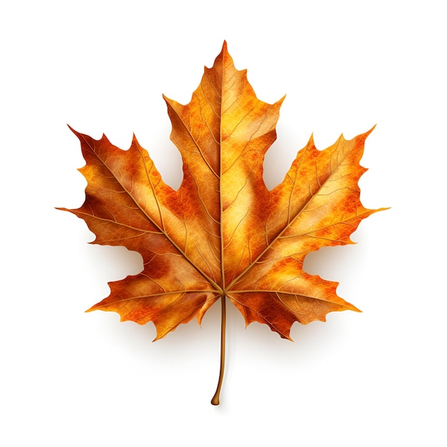 Autumn maple leaf isolated on white background