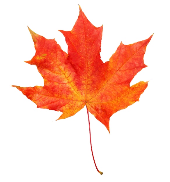 Autumn maple leaf isolated on white background