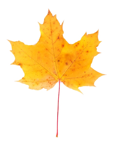 Autumn maple leaf isolated on white