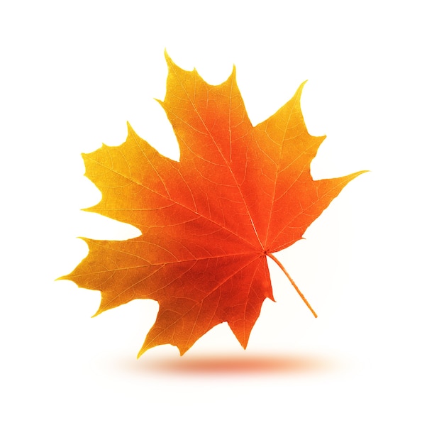 Autumn maple leaf on light background