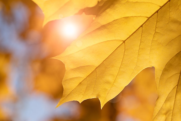 Autumn maple leaf and sun rays