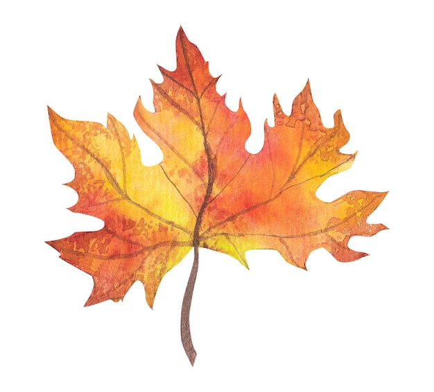 Autumn maple leaf watercolor drawing