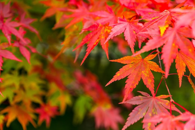 Autumn Maple leaf