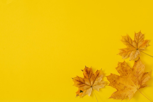 Autumn maple leafs on yellow background Copy space Flay lay