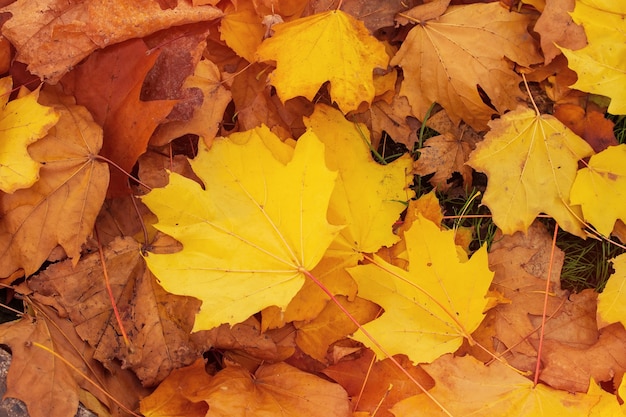 Autumn maple leaves  background photos mid autumn