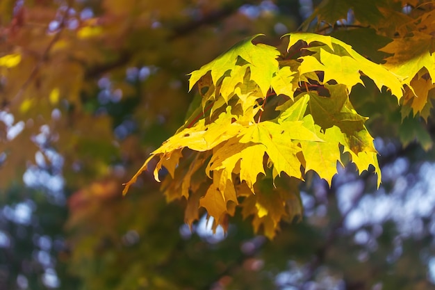 Autumn maple leaves  background photos mid autumn