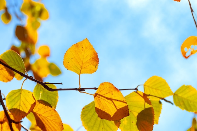 Autumn maple leaves / background photos mid autumn