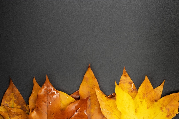 Autumn maple leaves  background photos