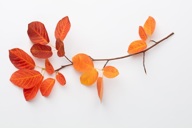 Autumn maple leaves isolated on white background