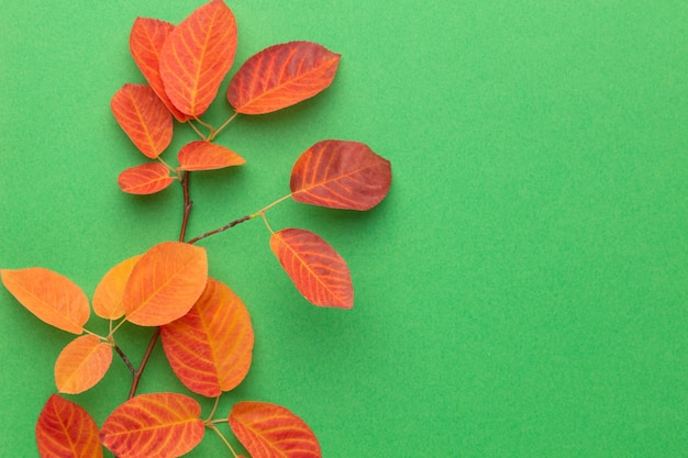 Autumn maple leaves isolated on white background