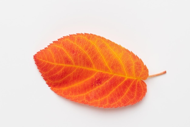 Autumn maple leaves isolated on white background