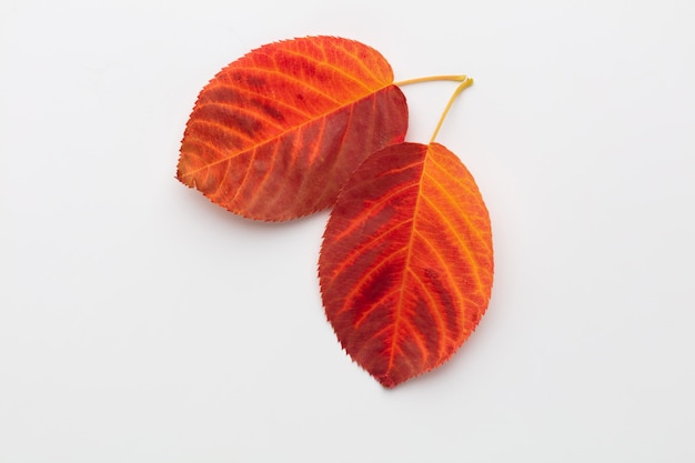 Autumn maple leaves isolated on white background