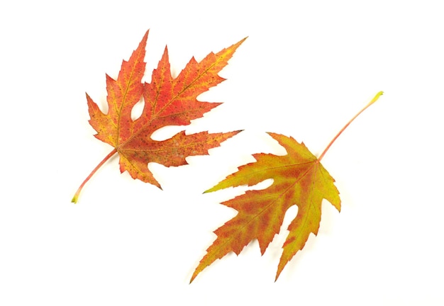 Autumn maple leaves