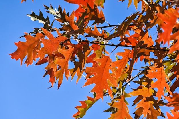 Autumn maple leaves