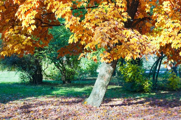 Autumn maple trees in autumn city park