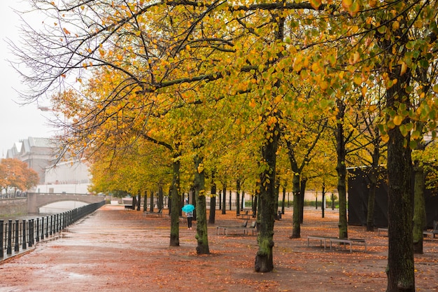 Autumn maple trees on the street under the Linden tree in Berlin, Germany