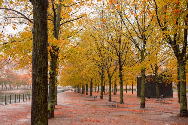 Autumn maple trees on the street under the Linden tree in Berlin, Germany