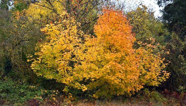 Autumn maples in the Valderejo Natural Park. Alava. Basque Country. Spain