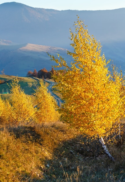 Autumn misty mountain landscape and yellow birch trees on slope in front and rural road behind.