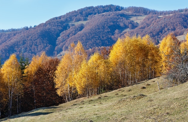 Autumn misty mountain view with yellow birch trees on slope.