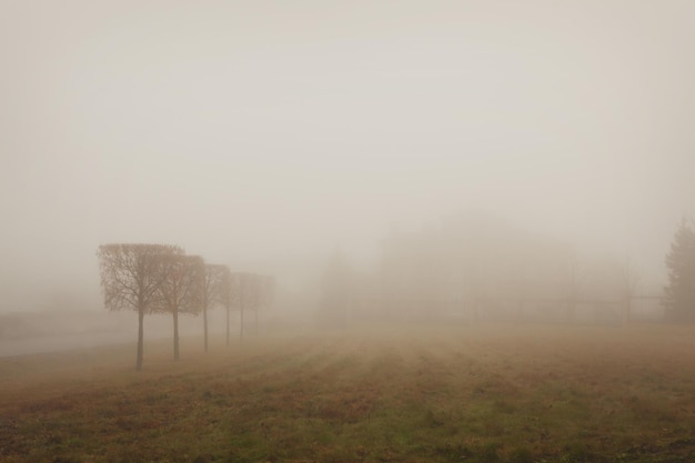 Autumn misty nature. Field landscape and beautifully trimmed trees in fog. Mysterious nature background