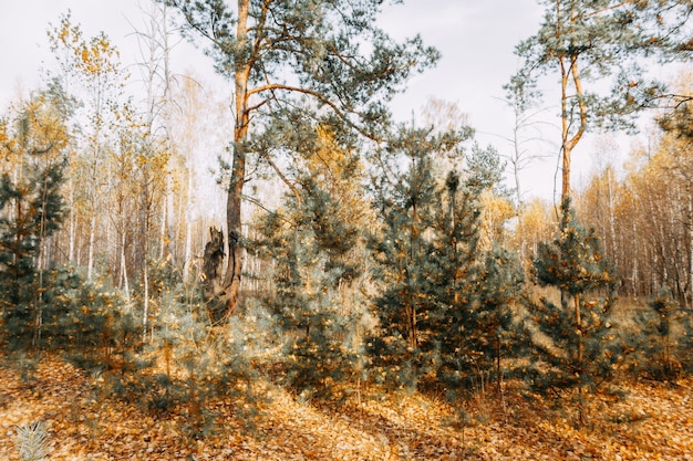 Autumn mixed forest in the rays of the sun. Pines, birches, firs in yellow falling leaves. Autumn landscape.