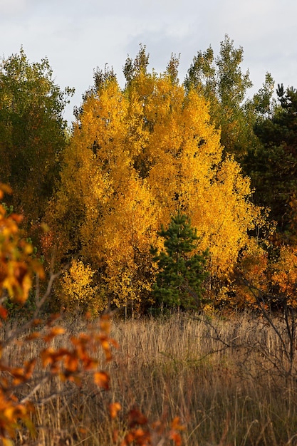 Autumn mixed vertical forest