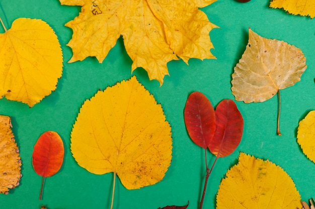 Autumn mockup with yellow, red leaves. Fir cones and a white sheet of paper for the inscription.