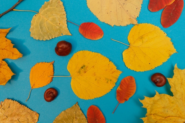 Autumn mockup with yellow, red leaves. Fir cones and a white sheet of paper for the inscription.