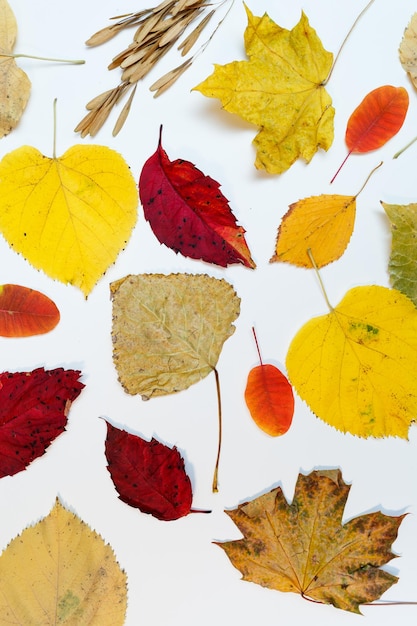 Autumn mockup with yellow, red leaves. Fir cones and a white sheet of paper for the inscription.