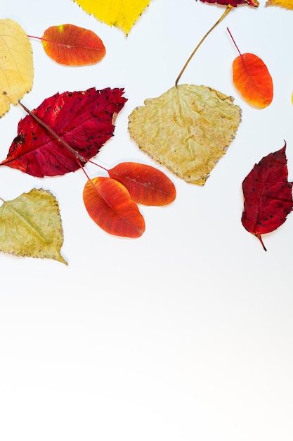 Autumn mockup with yellow, red leaves. Fir cones and a white sheet of paper for the inscription.