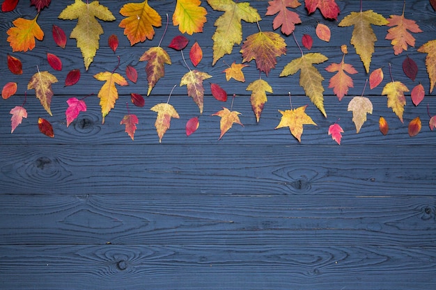 Autumn mood autumn background Bright multicolored autumn leaves on a dark wooden table