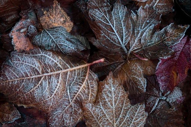 Autumn mood autumn background Fallen leaves covered with frost The texture of the leaves Beauty of nature