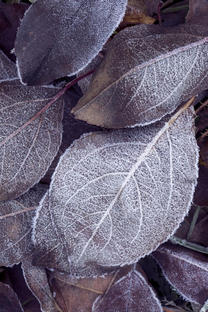 Autumn mood autumn background Fallen leaves covered with frost The texture of the leaves Beauty of nature