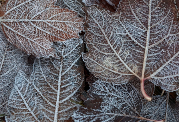 Autumn mood autumn background Fallen leaves covered with frost The texture of the leaves Beauty of nature