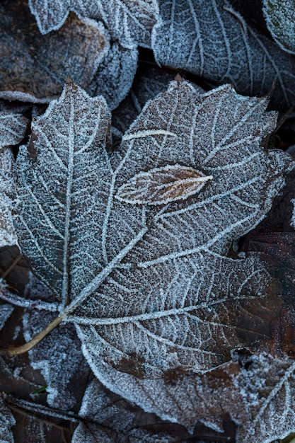 Autumn mood autumn background Fallen leaves covered with frost The texture of the leaves Beauty of nature