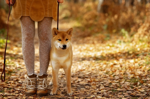 Autumn mood. Beautiful puppi dog shiba inu on colorful autumn landscape.