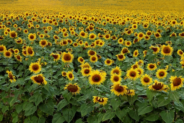 Autumn mood a field of blooming sunflowers stretching into the distance