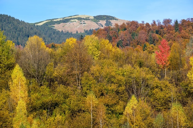 Autumn morning Carpathian Mountains calm picturesque scene Ukraine Peaceful traveling seasonal nature and countryside beauty concept scene