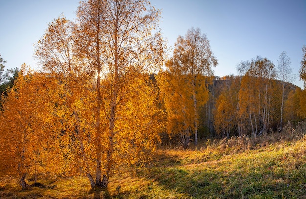 Autumn morning The sun shines through the trees