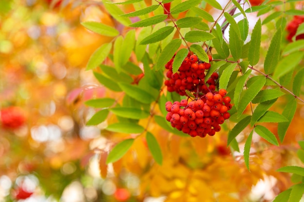 Autumn - mountain ash on a background of yellow and green leaves