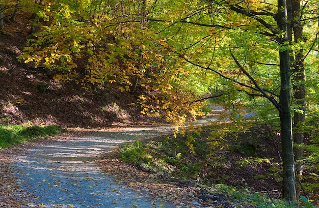 Autumn mountain dirty road and beautiful October beech forest (Carpathian, Ukraine).