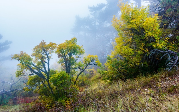 Autumn mountain forest in the fog