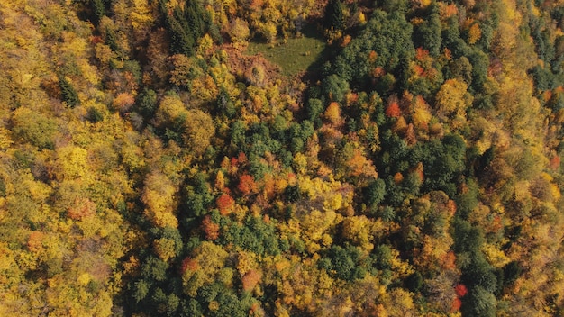 Autumn in the mountain forest