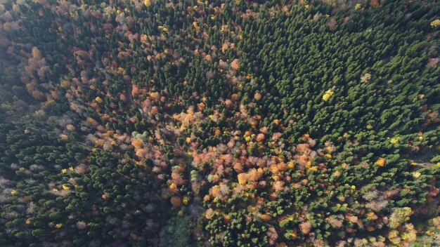 Autumn in the mountain forest