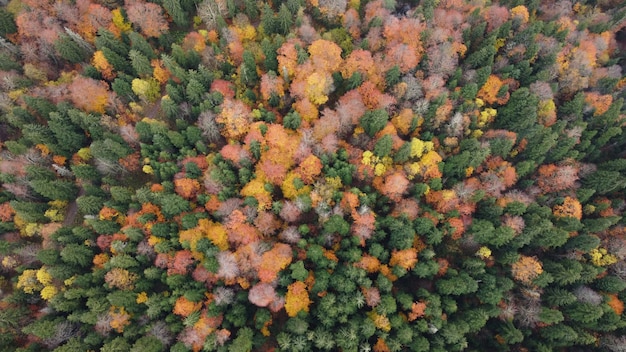 Autumn in the mountain forest