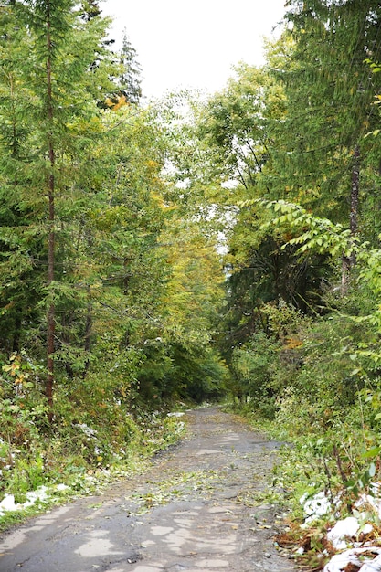 Autumn mountain forest