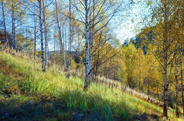 Autumn  mountain Nimchich pass (Carpathian, Ukraine) and birch forest on hill.