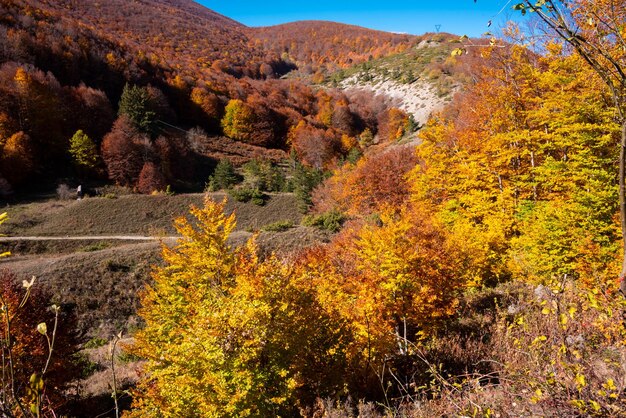 Autumn in the mountains of bulgaria